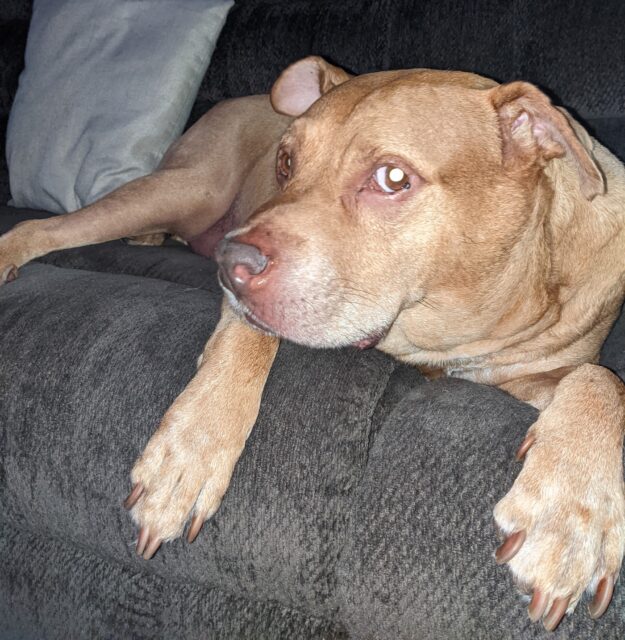 Chester dog sitting on couch