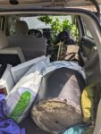 tree jammed into hatchback car