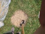 starting to dig tree hole