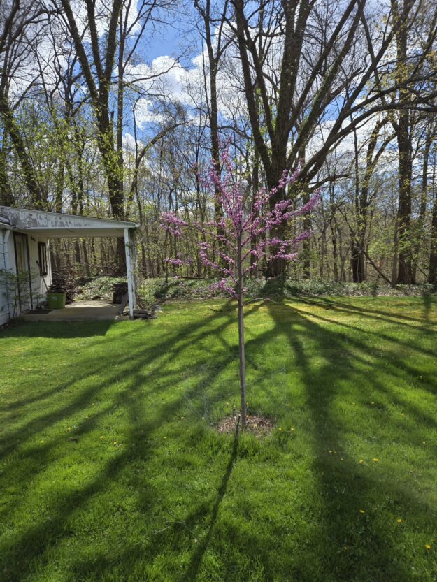 nice blooming, small redbud tree in my back yard