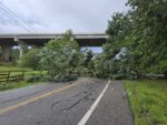 fallen tree across road with lines