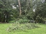 Downed tree at edge of ravine sticks into yard