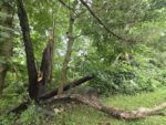 broken tree at edge of ravine